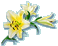 Send Sympathy Flowers Here